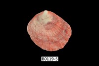 藏品(海菊蛤)的圖片